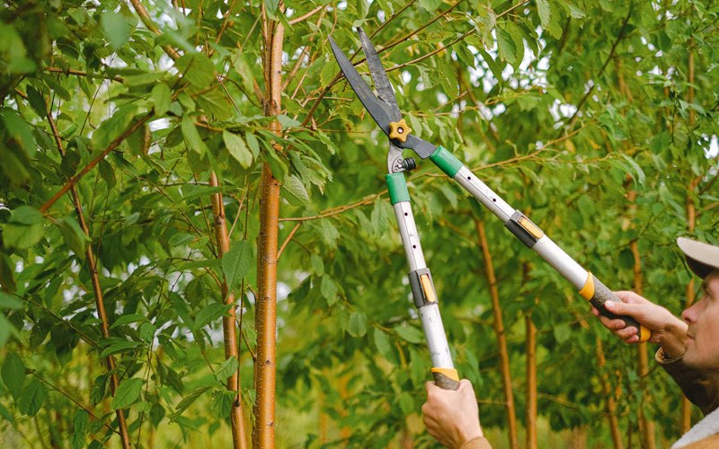 Tree trimming in Ookala, HI